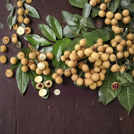Kahola Longan Tree – Dimocarpus longan Air Layered Tree | 2–3 Feet Tall | Ships in Pot  Sweet Tropical Fruit | Early Bearing | Backyard Orchard Favorite