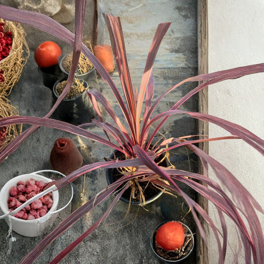 Cordyline ‘Electric Pink’ Live Evergreen Plant | 1 Foot Tall | Shipped in 1 Gallon Pot  Bold Pink-Edged Foliage | Architectural Accent | Sun to Partial Shade