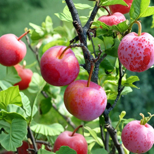 Beauty Plum – Prunus salicina ‘Beauty’ Live Fruit Tree | 3–4 Feet Tall | Ships in 3 Gallon Pot  Sweet Juicy Plums | Early Season Harvest | Backyard Orchard Favorite