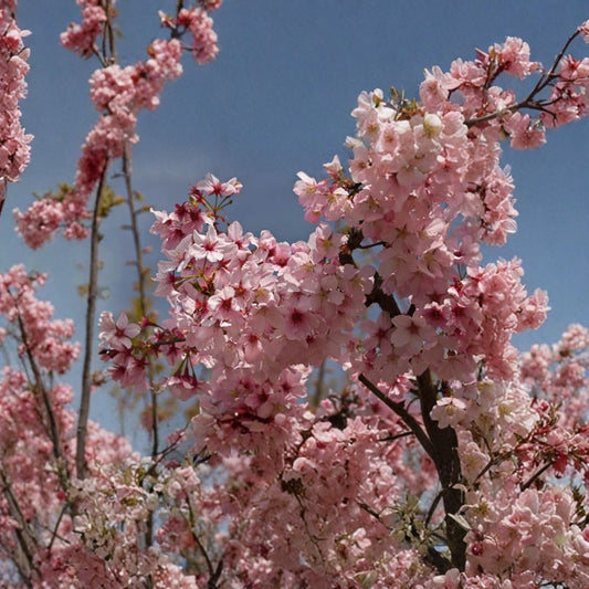 Pink Cloud Flowering Cherry – Prunus ‘Pink Cloud’ Live Grafted Tree | 2–3 Feet Tall | Ships in 3 Gallon Pot  Spring Pink Blooms | Ornamental Cherry | Stunning Fall Color