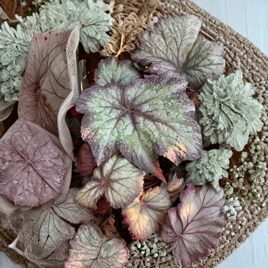Begonia ‘Del Rey Sunset’ Live Flowering Plant | Shipped in 6 Inch Pot  Warm Sunset Tones | Lush Foliage | Perfect for Patio & Shade Gardens