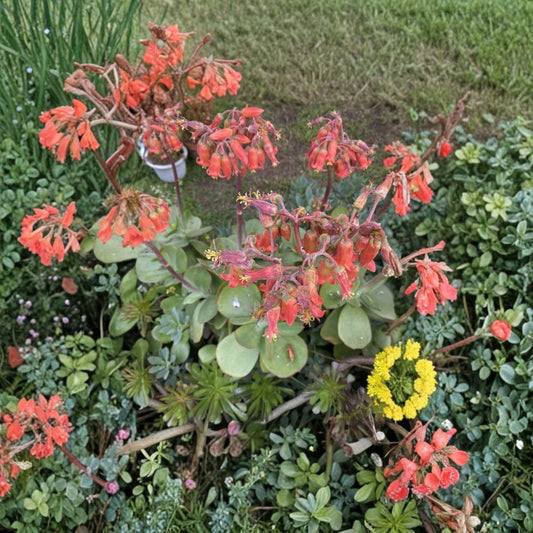 Kalanchoe Thyrsiflora Cuttings – Flapjack Paddle Plant | 6 Unrooted Succulent Cuttings | Rare Pancake Plant | Easy Care Indoor Outdoor