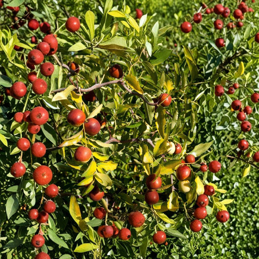 Contorted Jujube – Ziziphus jujuba Grafted Tree | 2 Feet Tall | Ships in 1 Gallon Pot  Twisted Ornamental Form | Edible Fruit | Drought Resistant Tree
