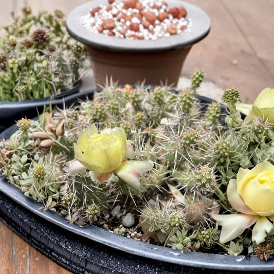 Brittle Prickly Pear Cuttings – Opuntia fragilis ‘SLC’ | 2 Unrooted Cactus Pads 1–2 Inch | Cold Hardy Zone 4 | Rare Mini Opuntia