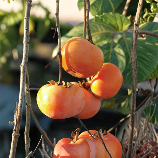 Ichi Ki Kei Jiro Persimmon Scion Wood – Diospyros kaki Live Cuttings | 2 Pack 8–12 Inch Fresh Scions | Non-Astringent Fruit Tree | For Grafting