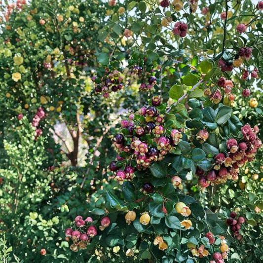 NEW* Blueberry Guava – Luma apiculata Live Evergreen Shrub | 2 Feet Tall | Ships in 3 Gallon Pot  Fragrant White Flowers | Sweet Purple Fruit | Ornamental Edible Plant