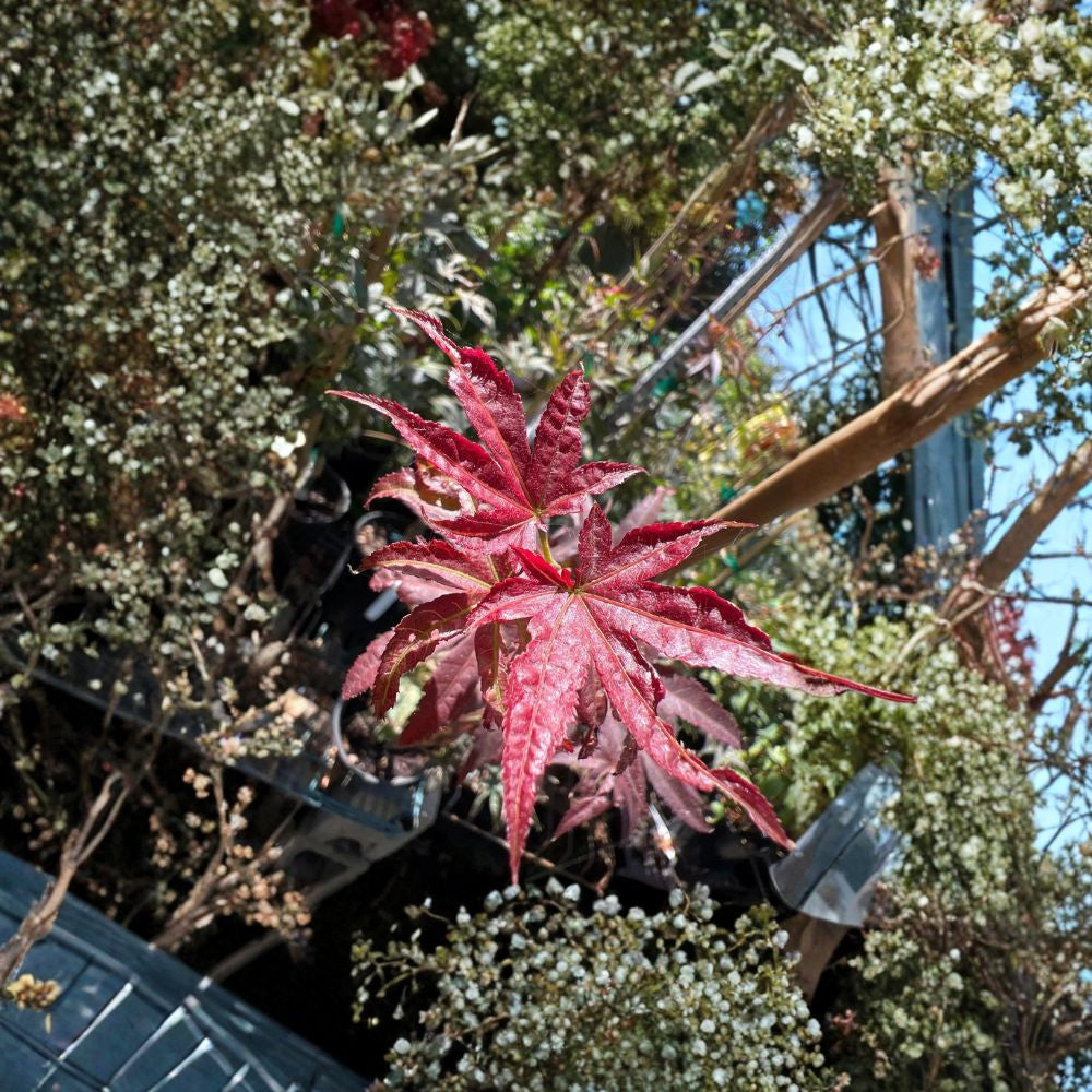 Winters Columnar Red Japanese Maple – Acer palmatum ‘W.C.R.’ Live Plant | Ships in 6" Pot  Upright Columnar Form | Deep Red Foliage | Dramatic Vertical Accent