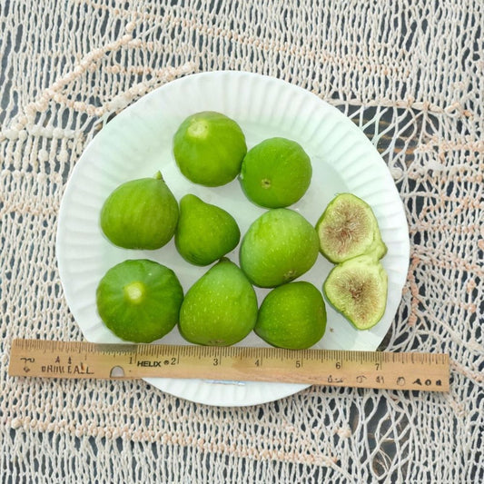 Desert King Fig Cuttings – Ficus carica Live Plant | 3 Pack Yellow Fig Tree Cuttings | Cold Hardy Fruit Tree | Self Fertile | Easy to Grow