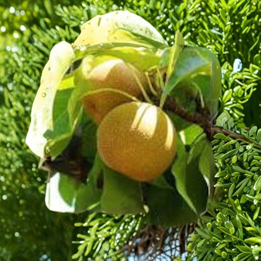 Shinseiki Asian Pear – Pyrus pyrifolia ‘Shinseiki’ Live Fruit Tree | 4 Feet Tall | Ships in 3 Gallon Pot  Crisp Sweet Fruit | Smooth Yellow Skin | Early Season Asian Pear