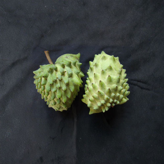 Geffner Atemoya Tree – Annona atemoya Live Plant | 2–3 Feet Tall | Ships in 3 Gallon Pot  Tropical Fruit Tree | Backyard Orchard Favorite | Sweet Sugar Apple Hybrid