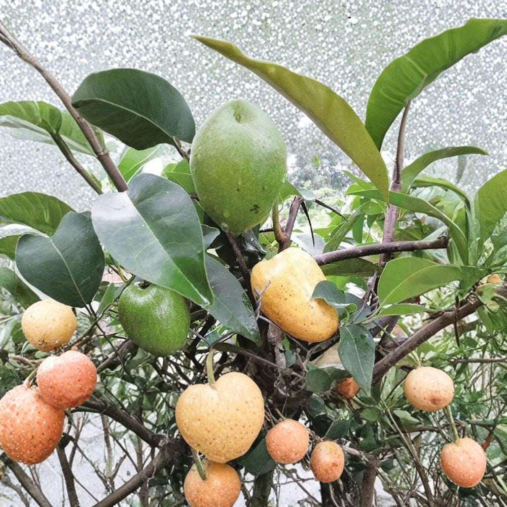Pond Apple – Annona glabra – Cây Bình Bát Live Plant | 1–2 Feet Tall | Ships in 6" Pot  Flood-Tolerant Tropical Tree | Rootstock Potential | Unique Native Species