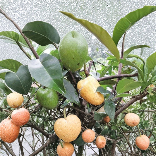 Pond Apple – Annona glabra – Cây Bình Bát Live Plant | 1–2 Feet Tall | Ships in 6" Pot  Flood-Tolerant Tropical Tree | Rootstock Potential | Unique Native Species