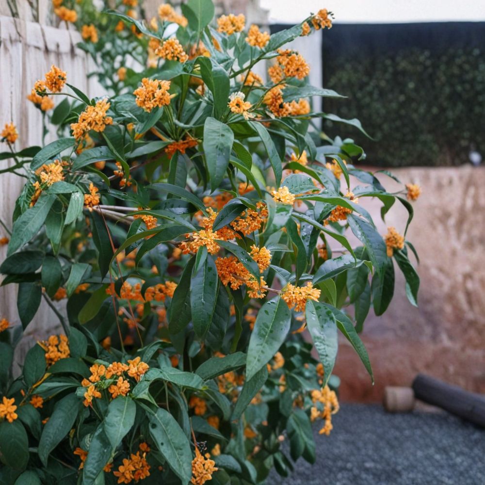Apricot Echo Tea Olive – Osmanthus fragrans Live Plant | Rooted Starter in Pot | Fragrant Sweet Olive | Indoor Outdoor Garden Shrub