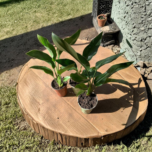 Bird of Paradise – Strelitzia reginae Live Tropical Plant | 5–8 Inches Tall | Ships in 6 Inch Cup  Bold Exotic Foliage | Iconic Orange Blooms | Indoor or Patio Plant