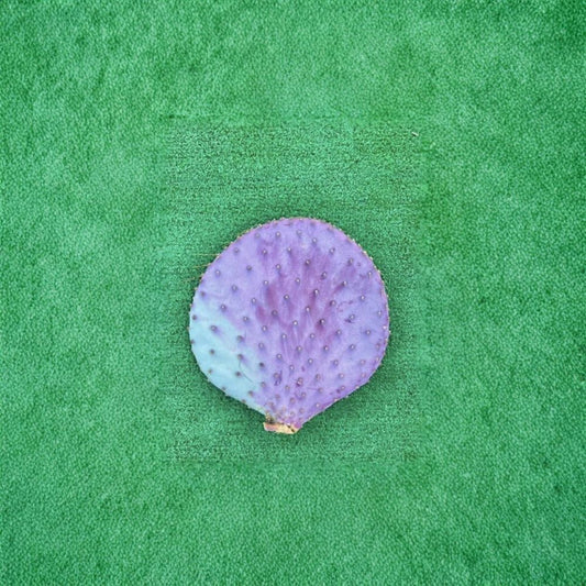 Santa Rita Purple Prickly Pear Cactus – Opuntia Live Cutting | 6 Inch Unrooted Pad | Color Changing Desert Cactus | Yellow Flowering | Easy to Grow