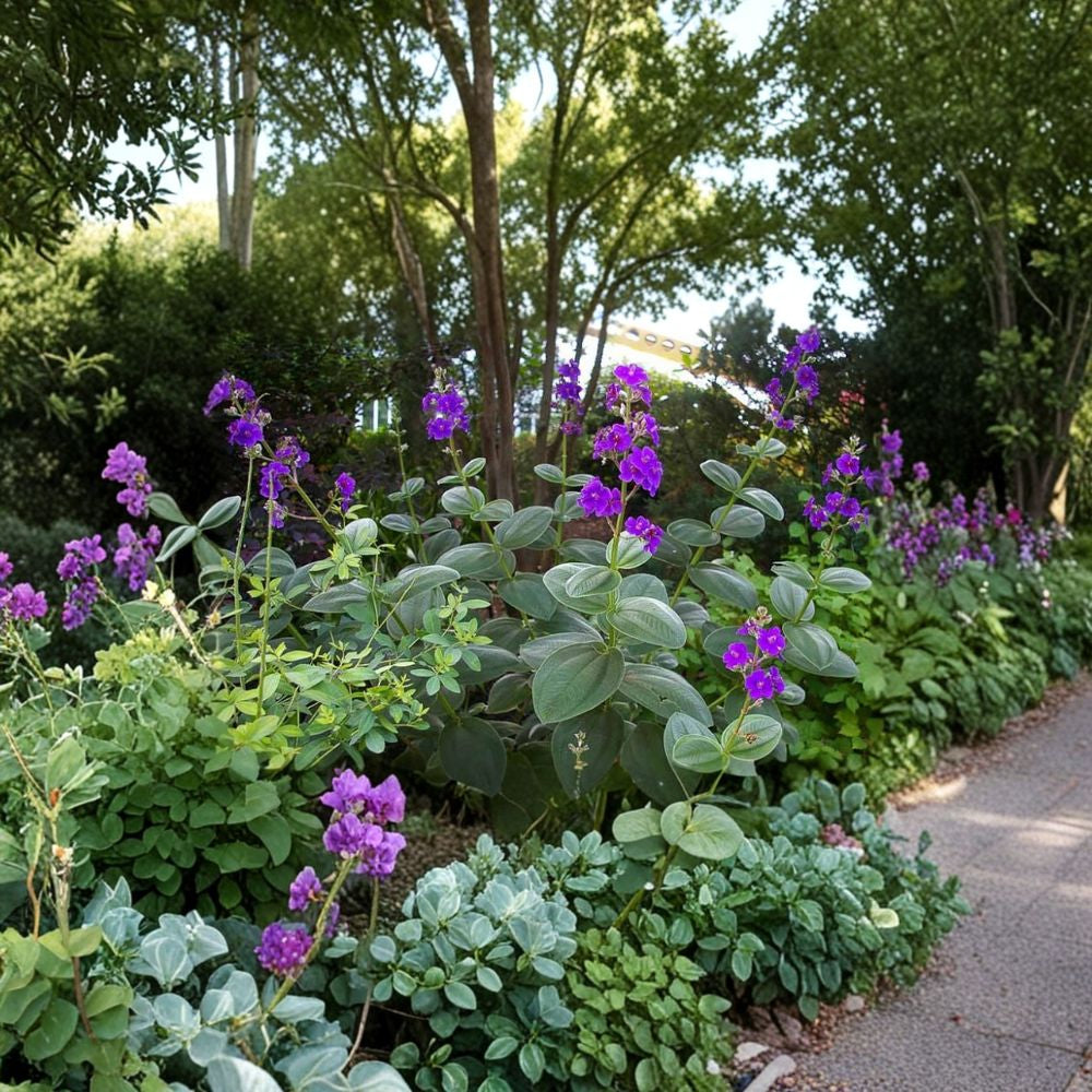 Tibouchina Heteromalla – Silverleaf Princess Flower Live Ornamental Shrub | 2 Feet Tall | Ships in 3 Gallon Pot  Velvety Silver Foliage | Vibrant Purple Blooms | Tropical Landscape Favorite