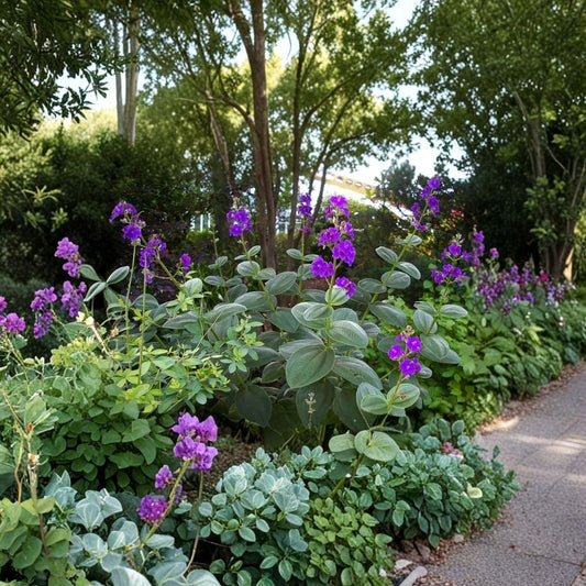 Tibouchina Heteromalla – Silverleaf Princess Flower Live Ornamental Shrub | 2 Feet Tall | Ships in 3 Gallon Pot  Velvety Silver Foliage | Vibrant Purple Blooms | Tropical Landscape Favorite