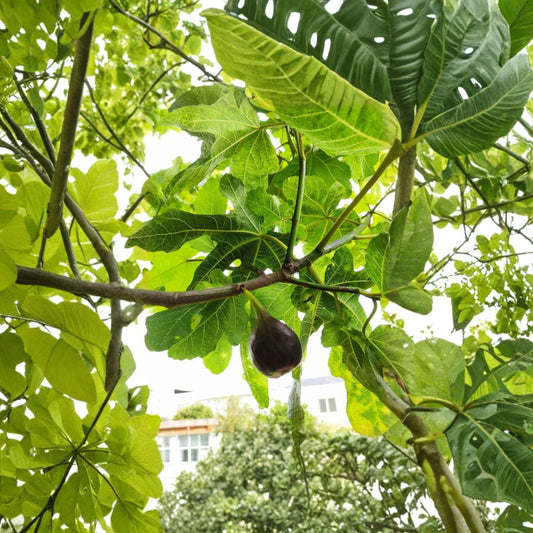 Sweet Jerusalem Fig Cuttings – Ficus carica Live Plant | 2 Pack 8–10 Inch Unrooted Cuttings | Edible Fig Tree | Cold Hardy Fruit Plant | Easy to Grow