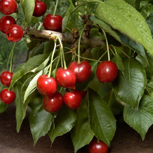 Cherry Tree ‘Minnie Royal’ – Prunus avium Live Grafted Tree | 3–4 Feet Tall | Ships in 3 Gallon Pot  Low Chill Cherry Variety | Early Season Fruit | Strong Trunk & Established Roots