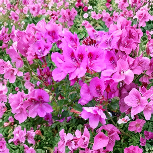 Regal Geranium Cuttings – Pelargonium Fancy Purple Pink | 5 Unrooted Cuttings 6 Inch | Orchid-Like Blooms | Easy Care Flowering Plant