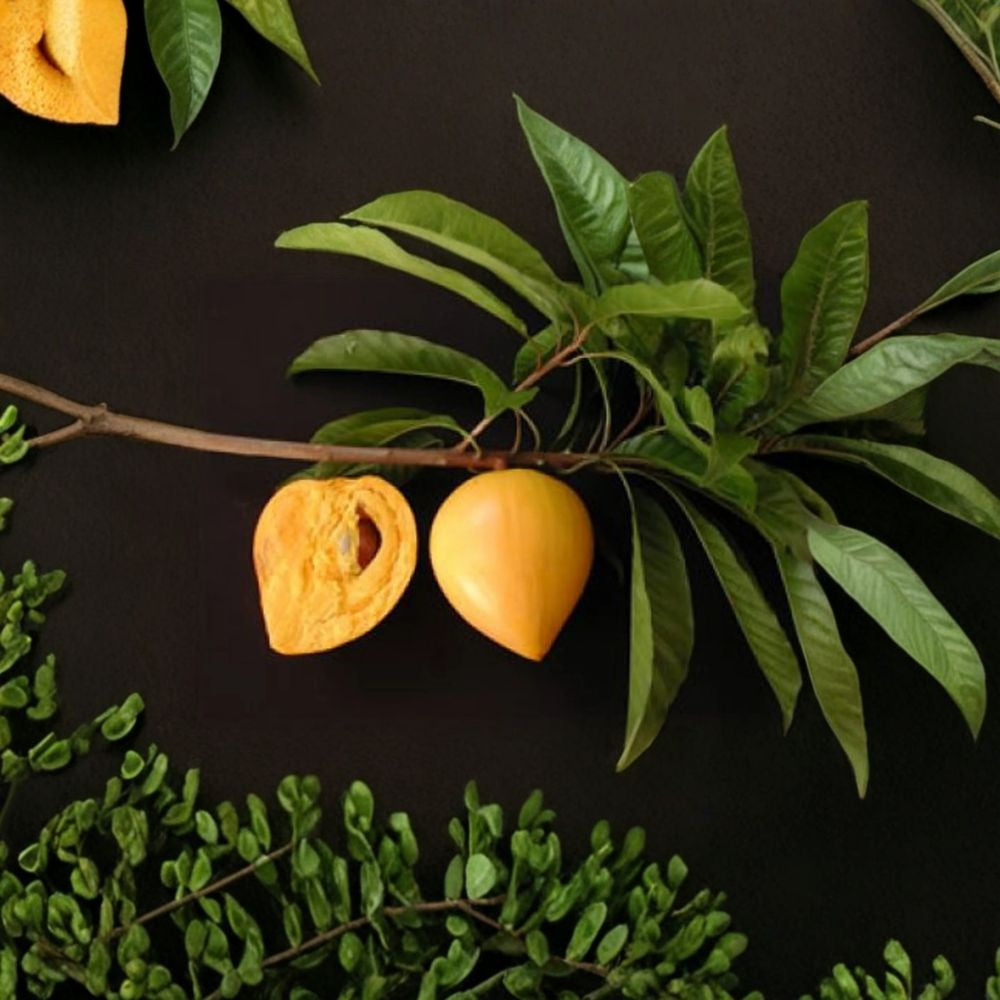Canistel – Pouteria campechiana Live Fruit Tree | 2–3 Feet Tall | Ships in 3 Gallon Pot  Eggfruit Tropical Tree | Sweet Custard Flavor | Backyard Orchard Favorite