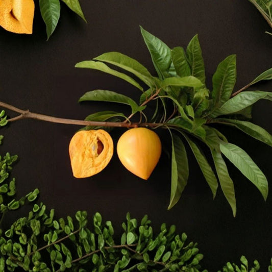Canistel – Pouteria campechiana Live Fruit Tree | 2–3 Feet Tall | Ships in 3 Gallon Pot  Eggfruit Tropical Tree | Sweet Custard Flavor | Backyard Orchard Favorite