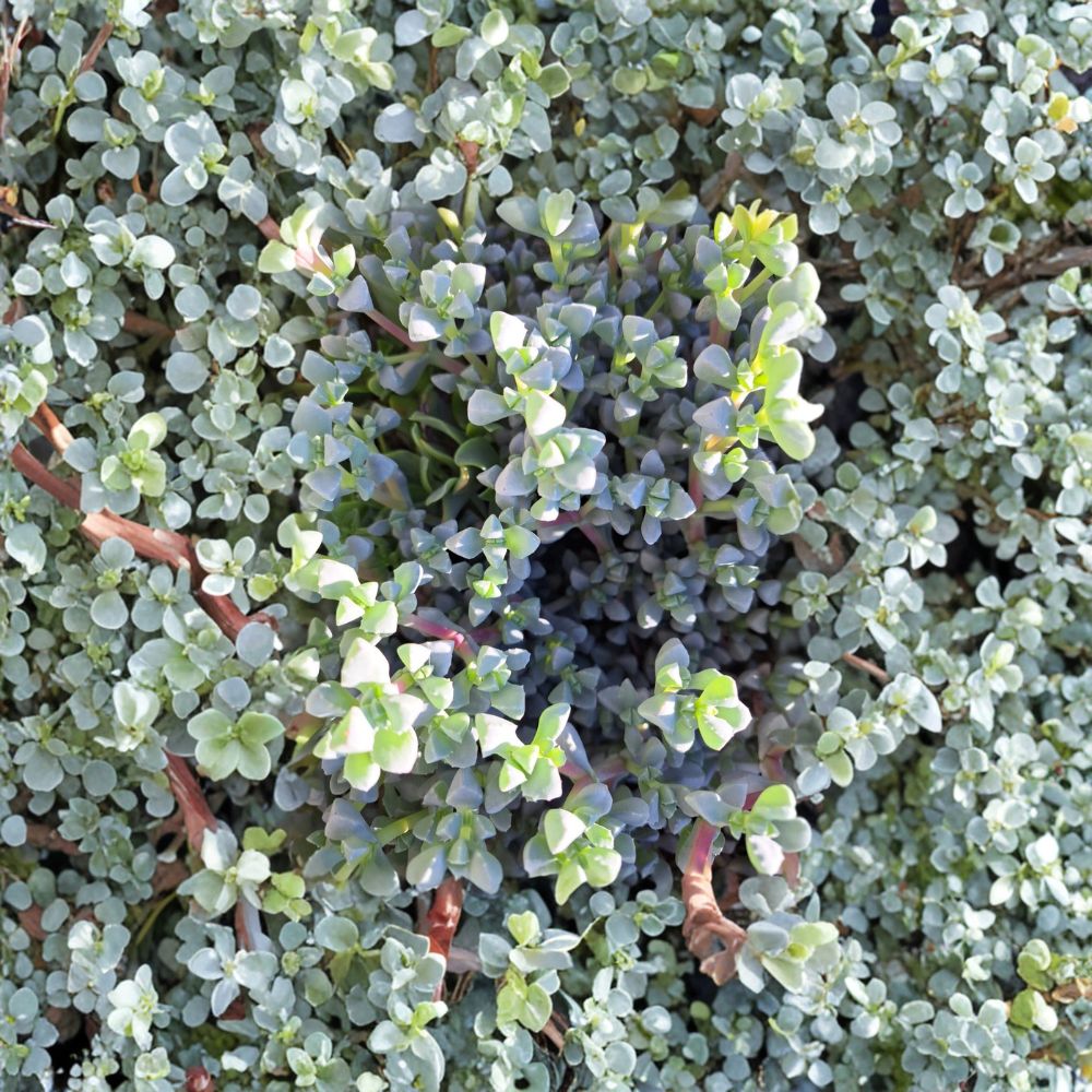 Oscularia Deltoides Cuttings – Ice Plant Succulent Live | 20 Unrooted Cuttings 4–6 Inch | Drought Tolerant Ground Cover | Easy to Grow