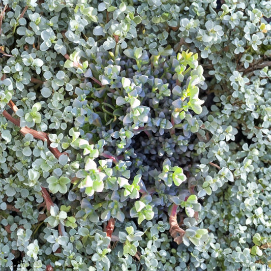 Oscularia Deltoides Cuttings – Ice Plant Succulent Live | 20 Unrooted Cuttings 4–6 Inch | Drought Tolerant Ground Cover | Easy to Grow