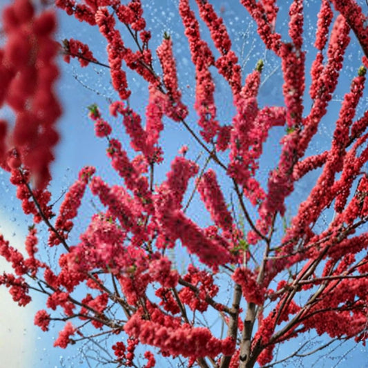 Peach Tree ‘Red Baron’ Live Fruit Tree | 3–4 Feet Tall | Shipped in 3 Gallon Pot  Large Yellow Freestone Fruit | Showy Double Red Blossoms | Self-Fruitful