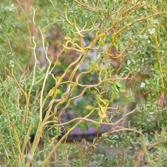 Salix matsudana ‘Tortuosa’ – Corkscrew Willow Live Grafted Tree | 2–3 Feet Tall | Ships in 3 Gallon Pot  Twisted Branches | Fast Growing | Ideal for Wet Areas