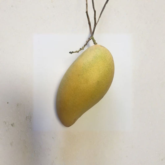Sai Tong Mango Tree – Mangifera indica ‘Sai Tong’ Live Grafted Plant | 1 Foot Tall | Ships in 6" Pot  Sweet Thai Mango | Juicy & Aromatic | Great for Containers