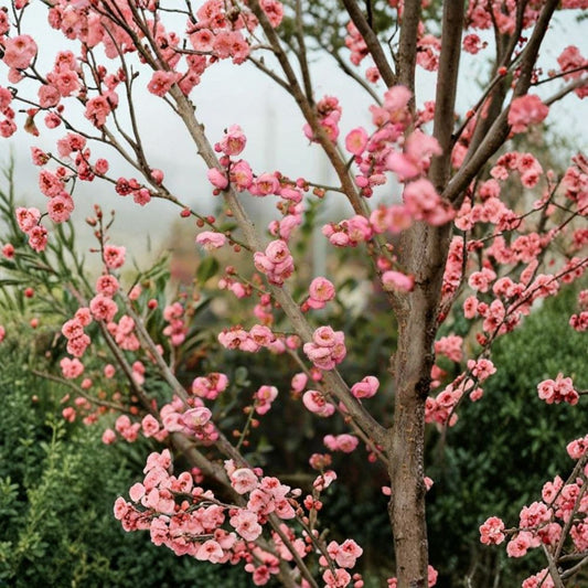 Prunus mume ‘Peggy Clarke’ – Flowering Apricot Grafted Ornamental Tree | 2–3 Feet Tall | Includes 3 Gallon Pot  Fragrant Double Pink Blooms | Early Spring Color | Deciduous Beauty