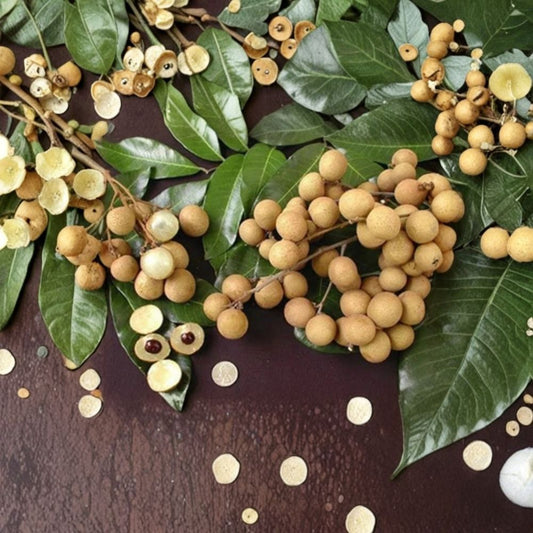 Longan Tree – Dimocarpus longan Air-Layered Live Tree | 2–3 Feet Tall | Includes 3 Gallon Pot  Tropical Sweet Fruit | Grafted-Size Production | Backyard Friendly