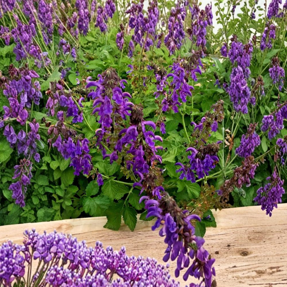 Dan Shen Sage Plant – Salvia miltiorrhiza | Live 3" Starter Plant | Chinese Red Sage Herb | Medicinal & Ornamental Perennial