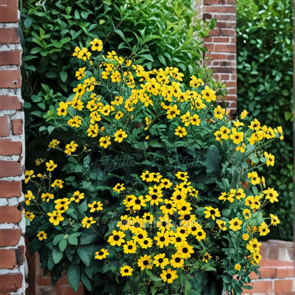 Rudbeckia triloba – Brown Eyed Susan Live Starter Plant | Includes Nursery Pot Golden Yellow Blooms | Pollinator Friendly | Self-Sowing Perennial | Easy to Grow