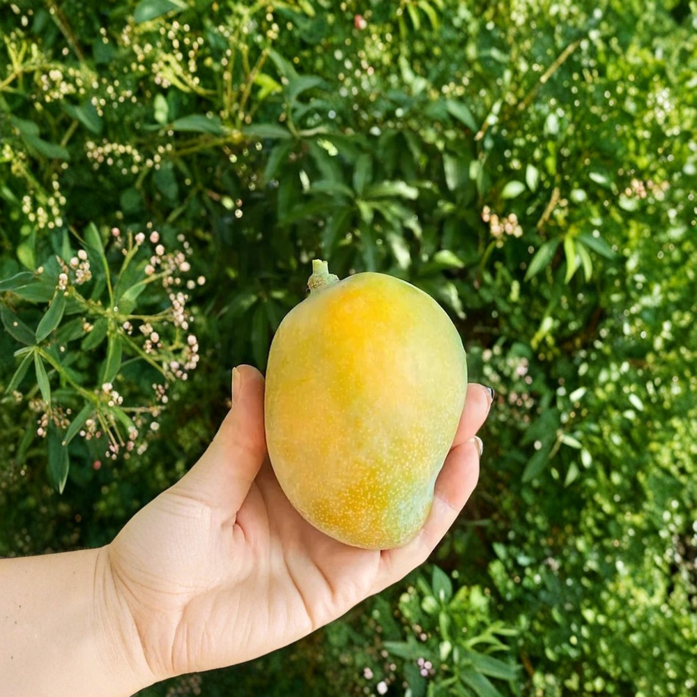 Sweet Tart Mango Tree – Mangifera indica ‘Sweet Tart’ Grafted Live Tree | 1–2 Feet Tall | Shipped in 3 Gallon Pot  Candy-Sweet & Tart Flavor | Fiberless Orange Flesh | Premium Florida Variety