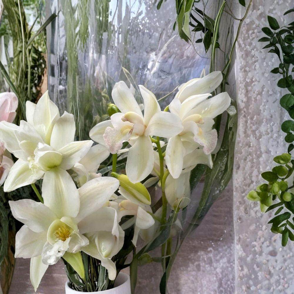 White Orchid Cymbidium – Cymbidium spp. Live Orchid Plant | 2 Feet Tall | Ships in Pot  Elegant White Blooms | Long-Lasting Flowers | Indoor or Patio Orchid