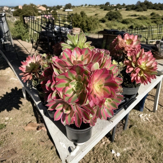 Aeonium ‘Pink Witch’ Cutting – Rare Succulent | 2.5 Inch Unrooted Rosette | Colorful Aeonium | Collector Plant Starter