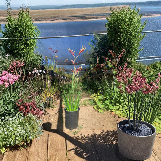 Anigozanthos ‘Regal Velvet’ – Kangaroo Paw Live Plant | 1–2 Feet Tall | Velvet Range Series  Large Velvet Flowers | Ink Spot Resistant | Long Blooming Ornamental