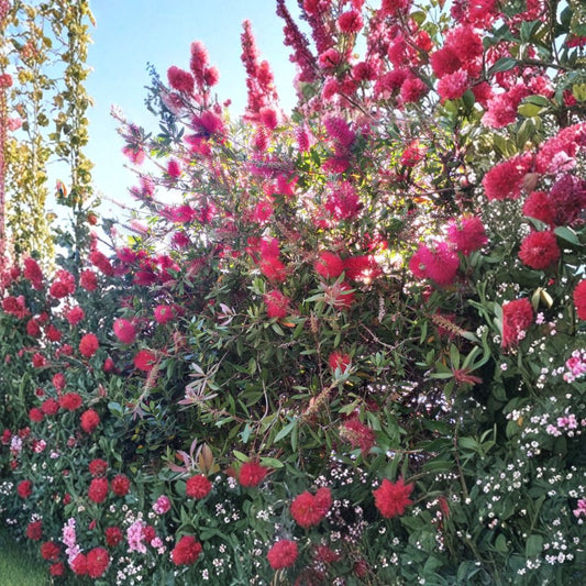 Crimson Bottlebrush Cuttings – Callistemon citrinus Live Plant | 6 Pack 4–6 Inch Cuttings | Red Flowering Tree | Hummingbird & Butterfly Plant | Easy to Grow