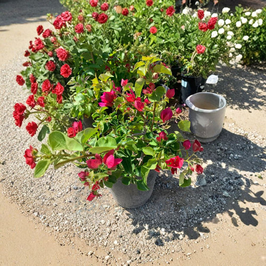 Red Bougainvillea – Bougainvillea hybrid Live Plant | 2–3 Feet Tall | Ships in 3 Gallon Pot  Vibrant Red Blooms | Evergreen Climbing Vine | Heat & Sun Lover