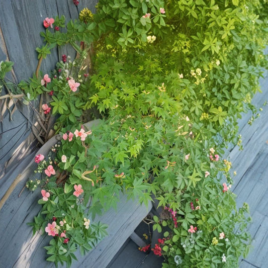 Japanese Green Maple Cuttings – Acer palmatum | 10 Unrooted Cuttings | Softwood 6 Inch Stems | Ornamental Tree | Garden Bonsai Favorite