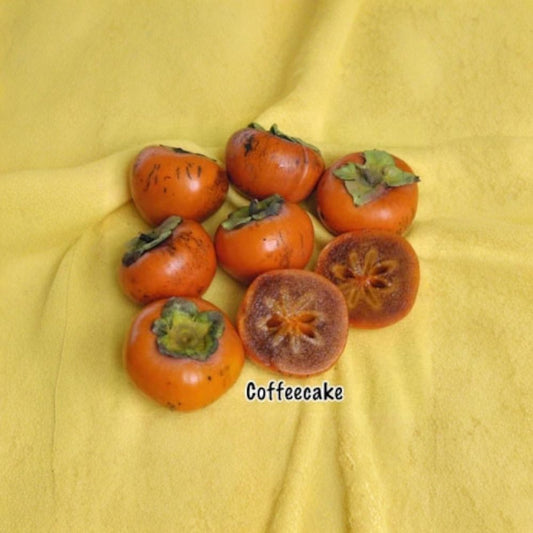 Coffeecake Persimmon – Diospyros kaki ‘Coffeecake’ Grafted Tree | 3–4 Feet Tall | Ships in 3 Gallon Pot  Spicy Sweet Flavor | Non-Astringent | Early Ripening Variety