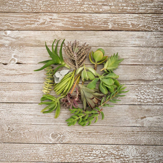 Assorted Succulent Cuttings – 10 Pack Live Plants | Mixed Cactus & Succulent Variety | 1–3 Inch Cuttings | DIY Garden Starter | Easy to Grow