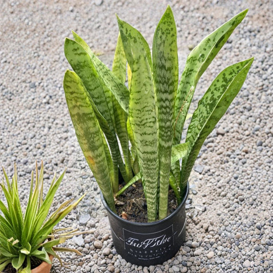Snake Plant Cuttings – Sansevieria Starter Leaves | 6 Unrooted Cuttings 4–6 Inch | Organic Hawaii Grown | Easy Care Indoor Plant