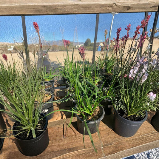 Kangaroo Paw Pink – Anigozanthos Live Plant | 1 Foot Tall | Ships in 6" Pot  Unique Fuzzy Blooms | Drought Tolerant | Full Sun Accent