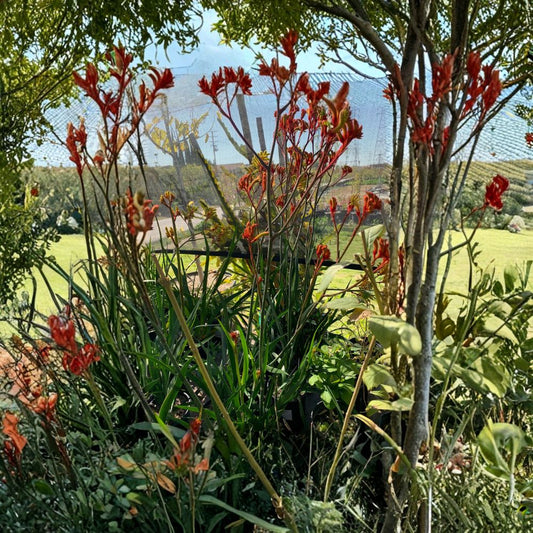 Anigozanthos ‘Velvet Amber’ – Kangaroo Paw Live Plant | 2–3 Feet Tall | Ships in 1 Gallon Pot  Velvet Range Series | Amber-Gold Blooms | Long Blooming Ornamental