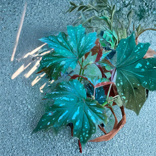 Begonia ‘Sophie Cecile’ – Angel Wing Begonia Live Plant | 1 Foot Tall | Ships in 1 Gallon Pot  Silver-Splashed Foliage | Pendant Pink Blooms | Shade Loving Evergreen