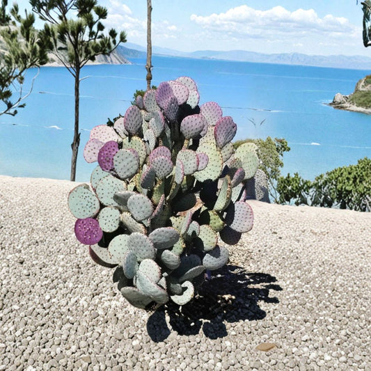 Santa Rita Purple Prickly Pear Cactus – Opuntia violacea Live Pads | 3 Pack 5–6 Inch Cuttings | Color Changing Desert Cactus | Cold Hardy | Easy to Grow
