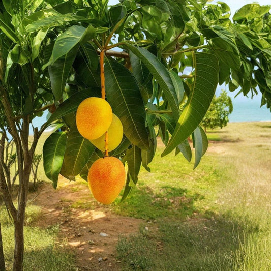 Carrie Mango Tree – Mangifera indica Live Grafted Plant | 1 Foot Tall | Ships in 6" Pot  Fiberless Sweet Mango | Compact & Disease Resistant | Great for Containers